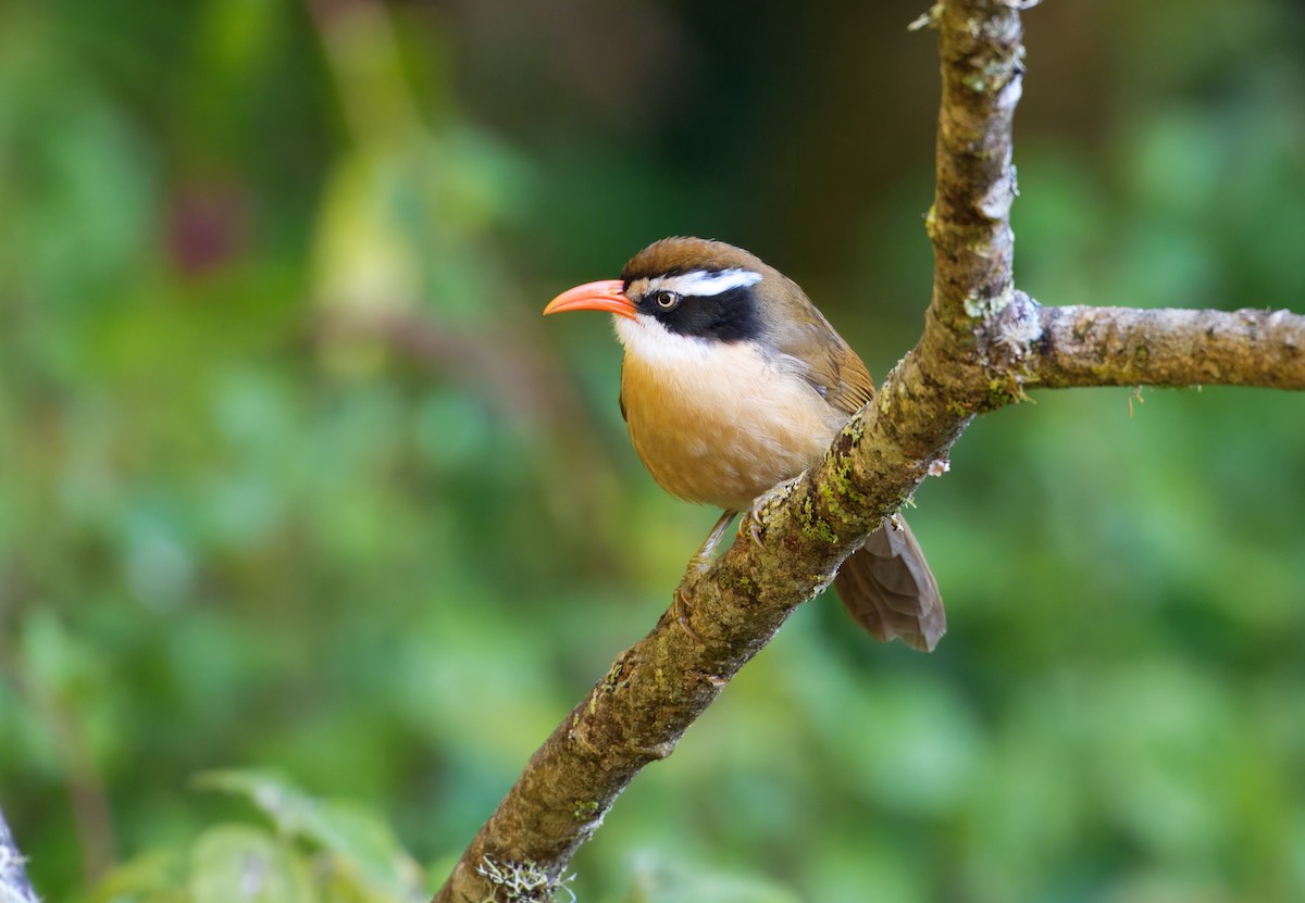 Силамбан буроголовий - ML649766134