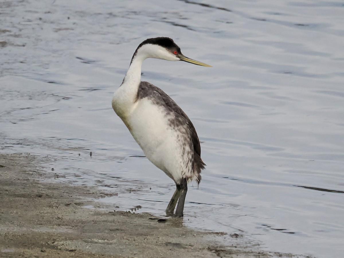 Пірникоза західна - ML649766514