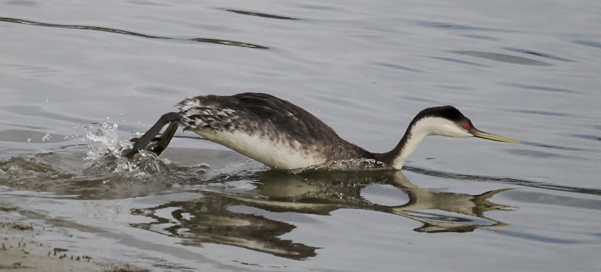 Пірникоза західна - ML649766517
