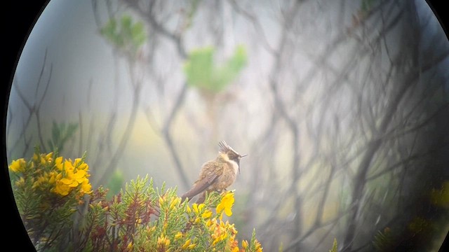 Buffy Helmetcrest - ML649766590