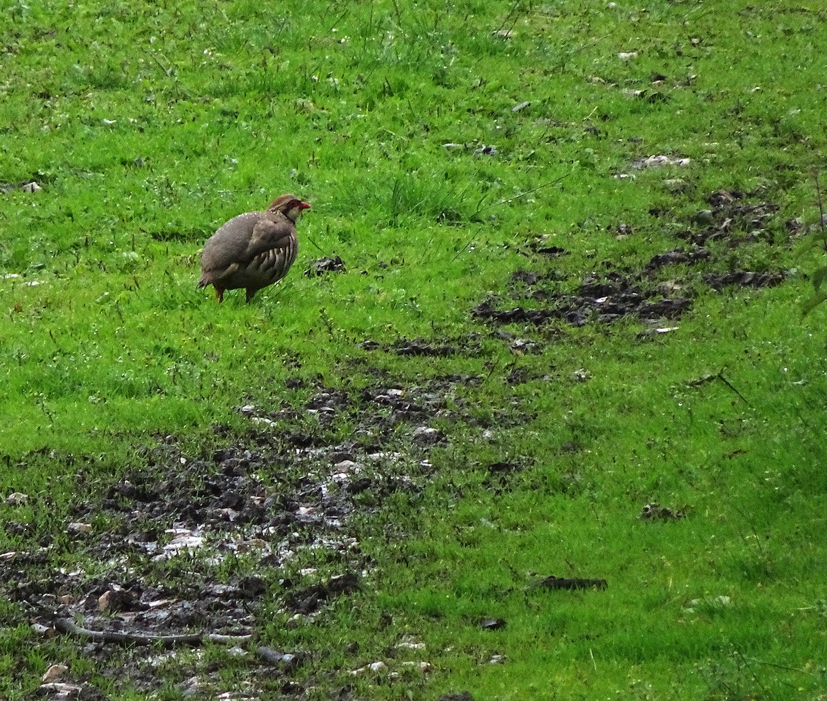 Red-legged Partridge - Dominic Garcia-Hall