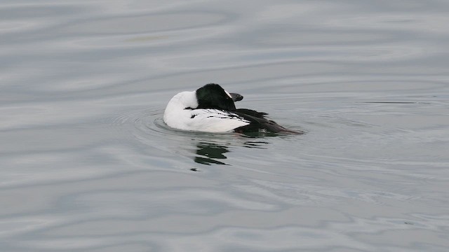 Murgilari urrebegia - ML649766915