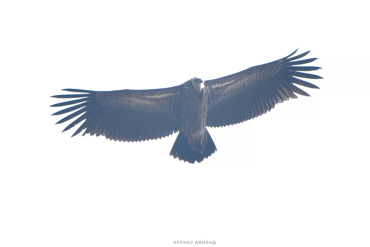 Кумай - ML649767166