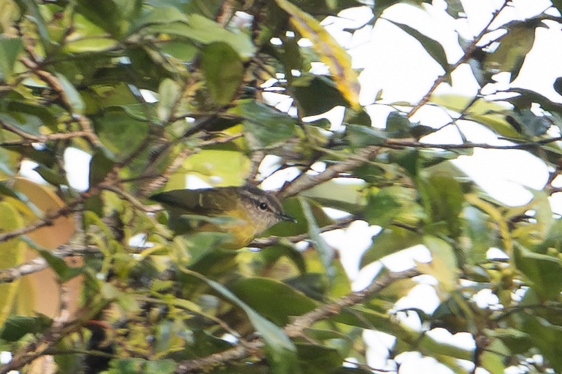 papuasanger (ceramensis) - ML649767349