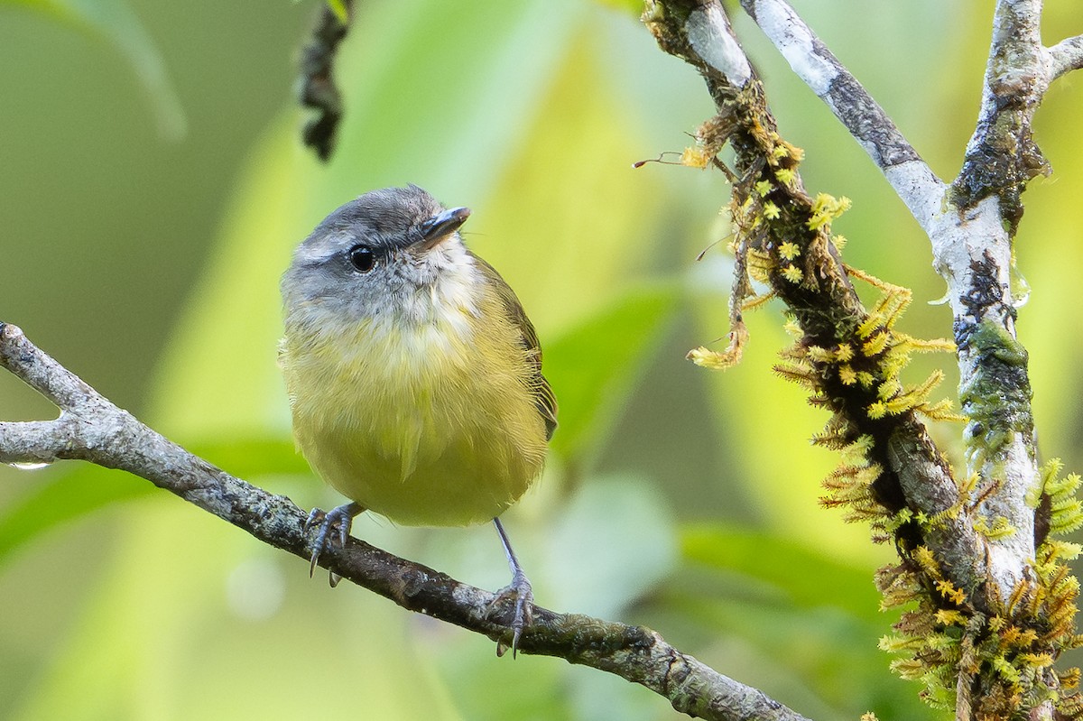 papuasanger (ceramensis) - ML649767608