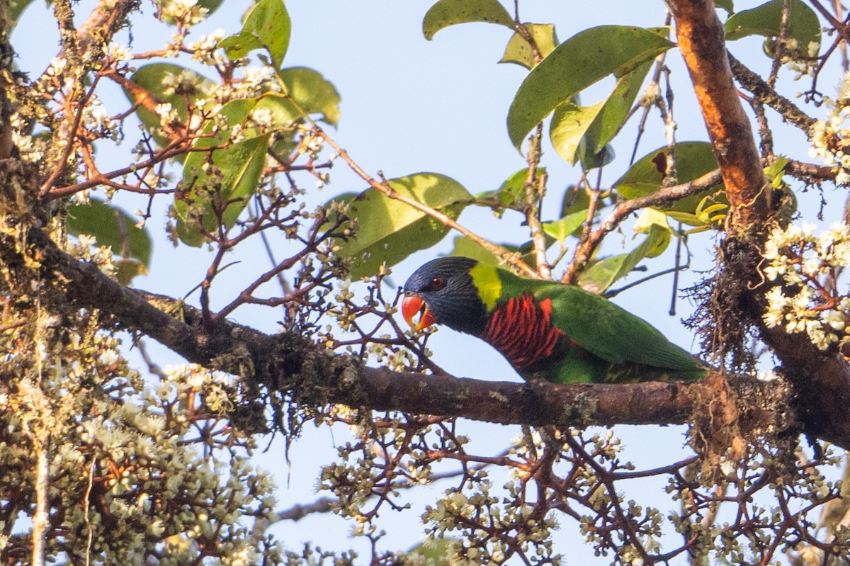 Coconut Lorikeet - ML649767668