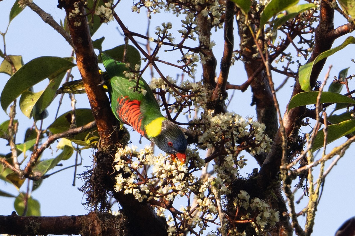 Coconut Lorikeet - ML649767677