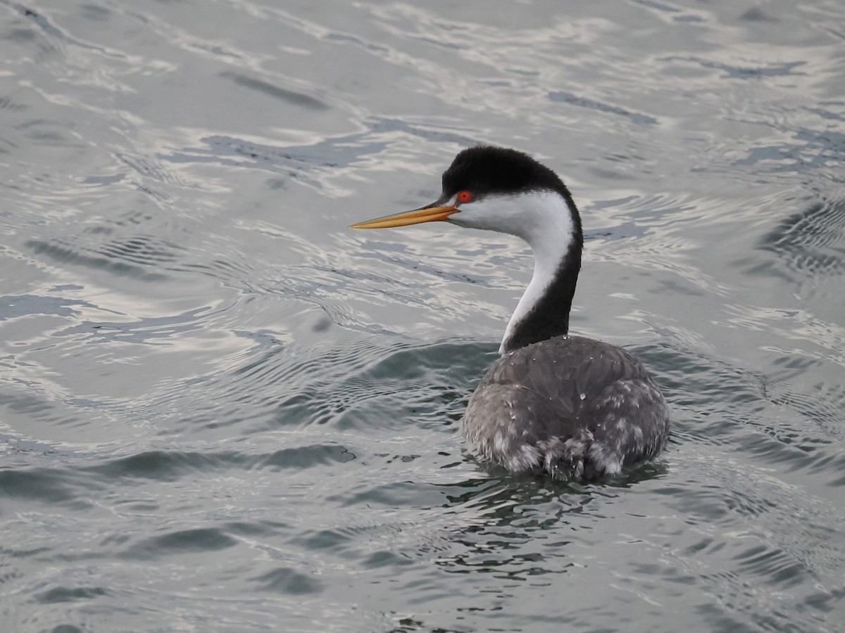 Пірникоза Кларка - ML649767854