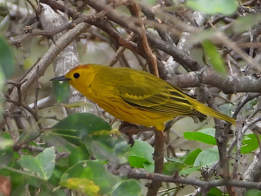 Northern/Mangrove Yellow Warbler - ML649768577