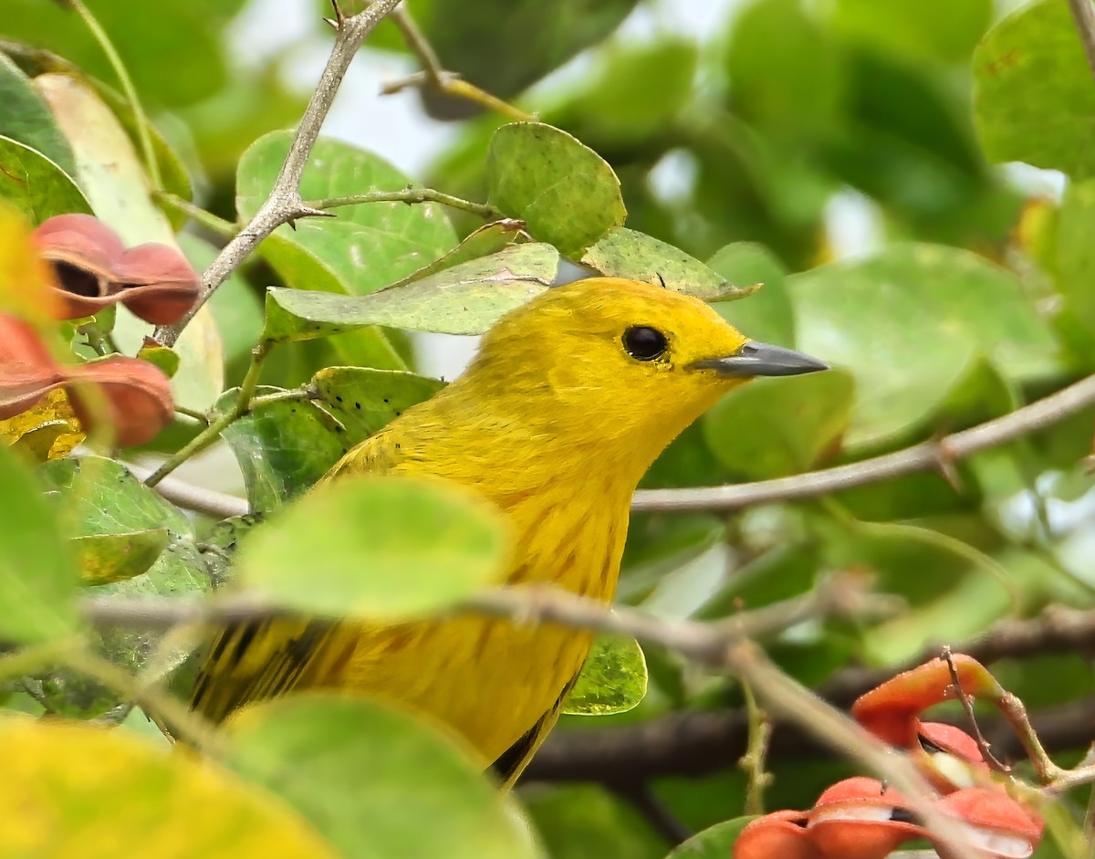 Northern/Mangrove Yellow Warbler - ML649768578