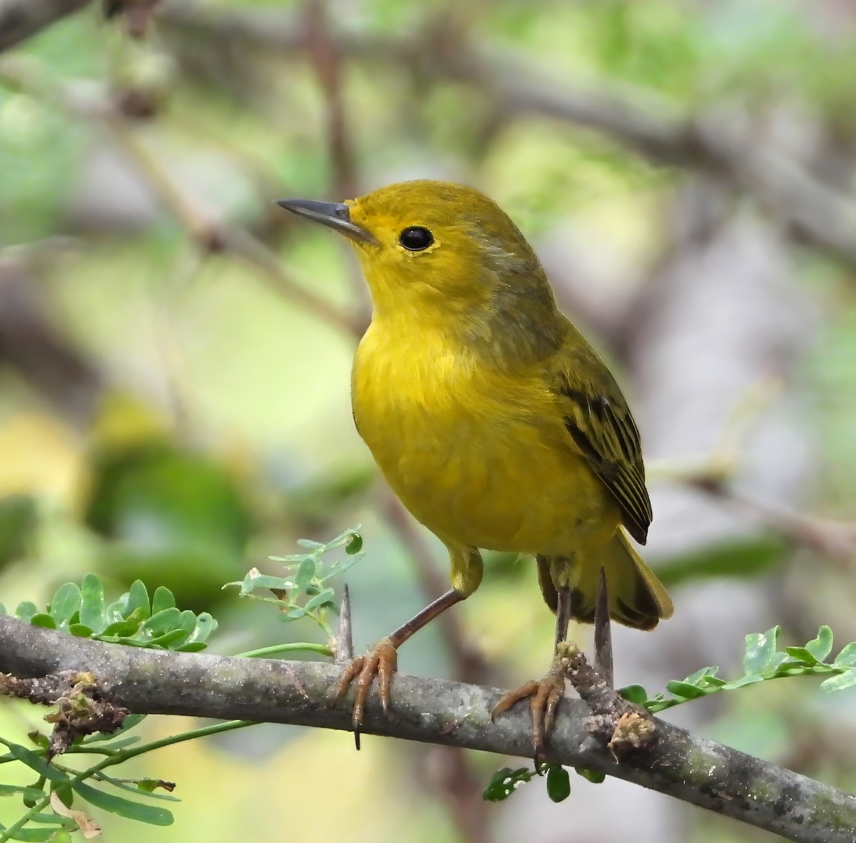 Northern/Mangrove Yellow Warbler - ML649768579