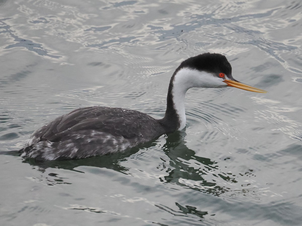 Пірникоза Кларка - ML649768786