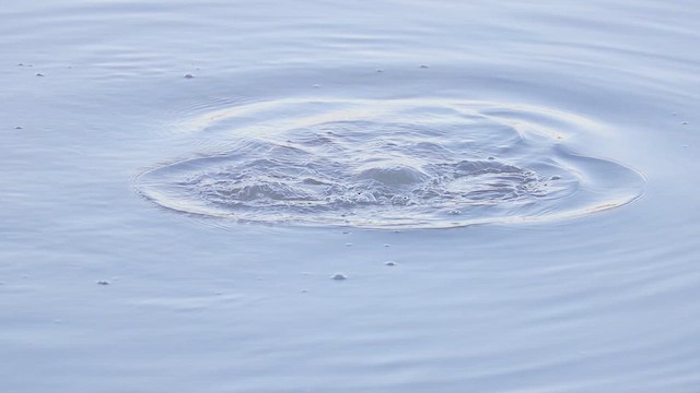 Murgilari bizkarzuria - ML649769761