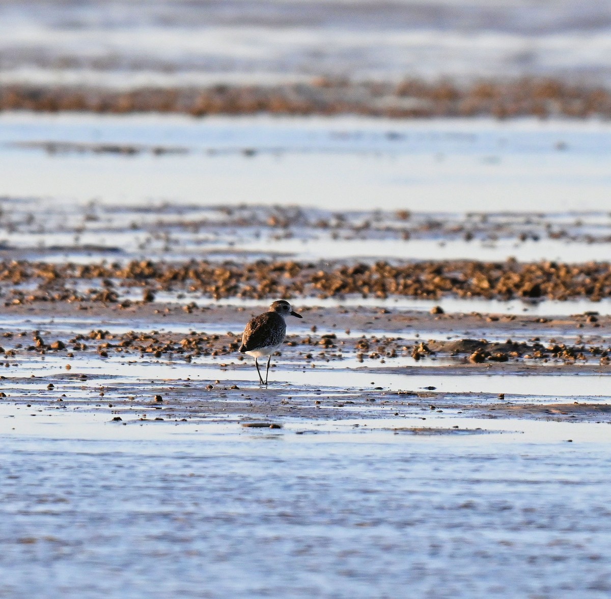 sand-plover sp. - ML649770235