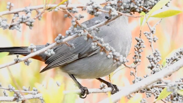 Katzenspottdrossel - ML649770667