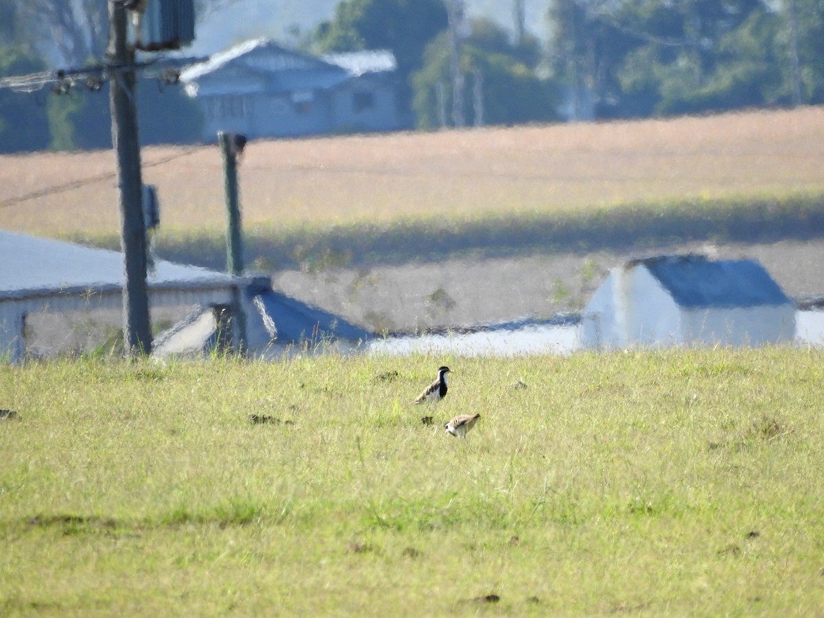Banded Lapwing - ML649770927