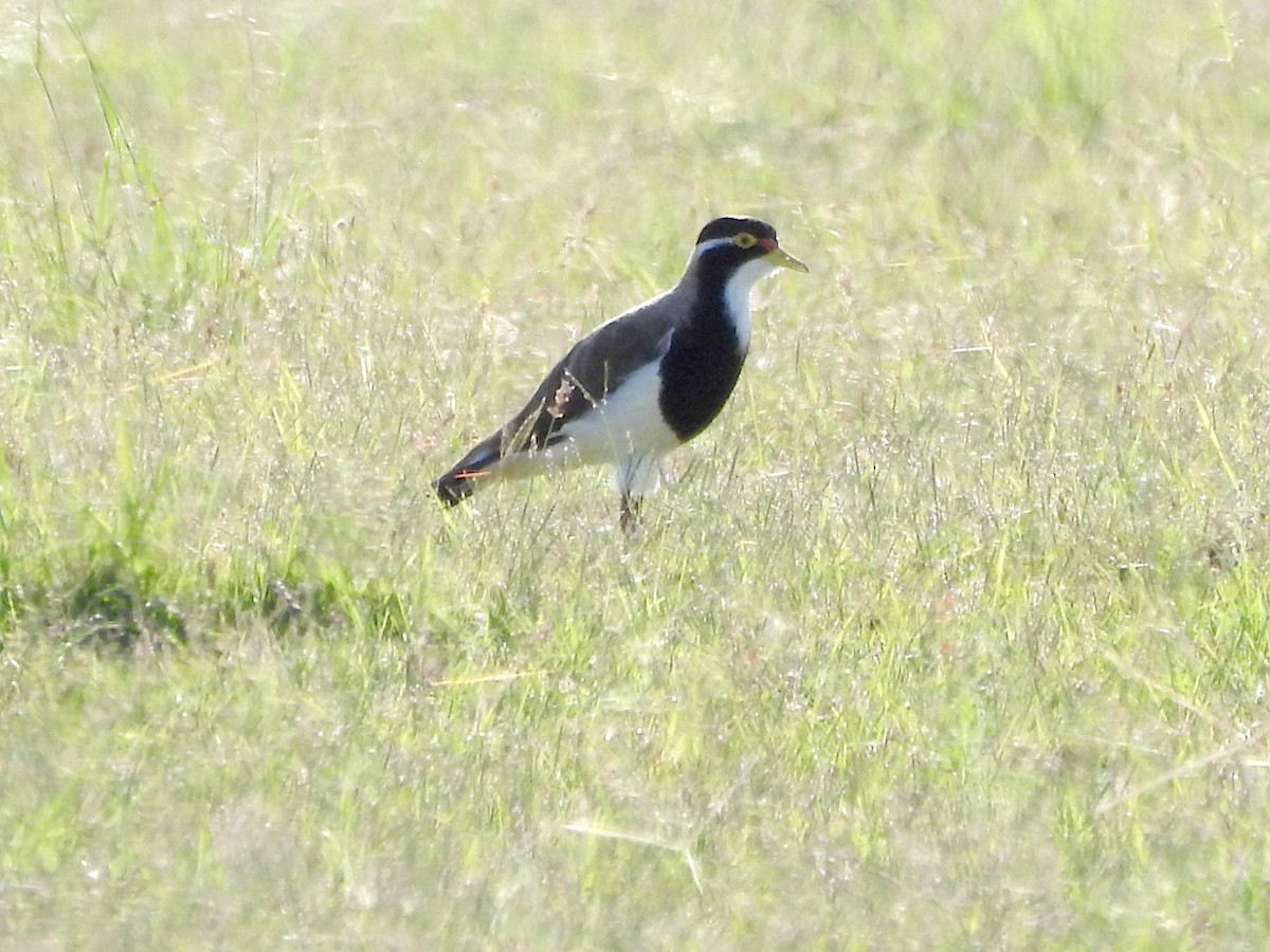 Banded Lapwing - ML649770928