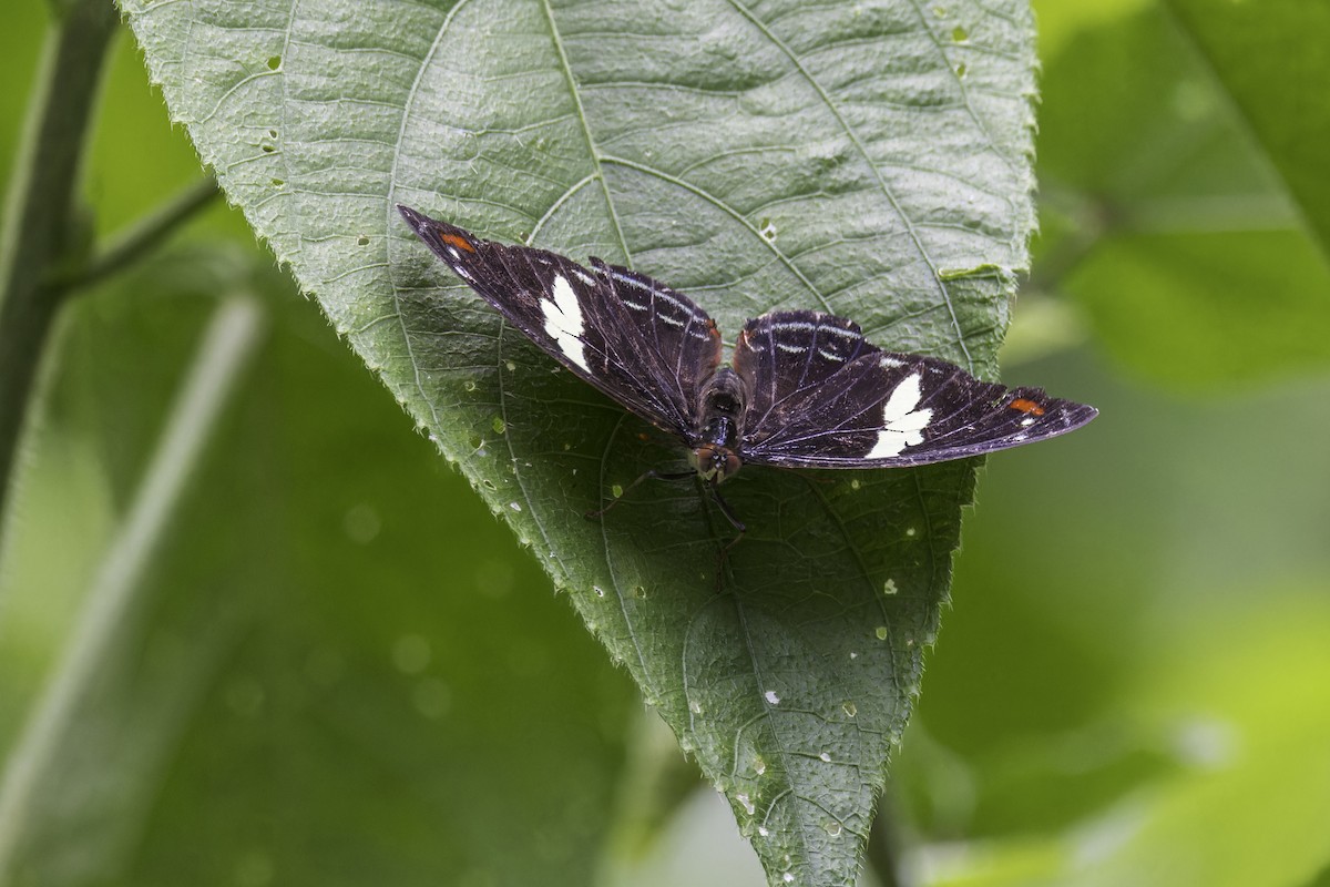 Animals - ML649771267