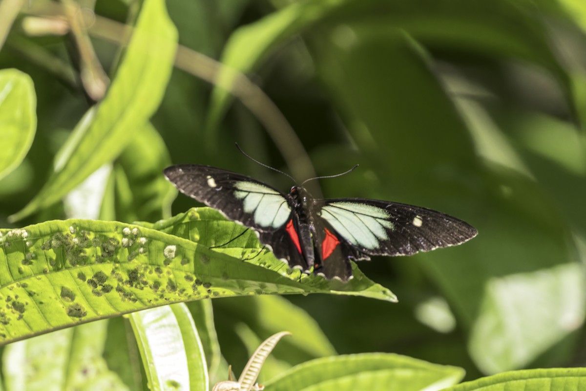 Animals - ML649771269