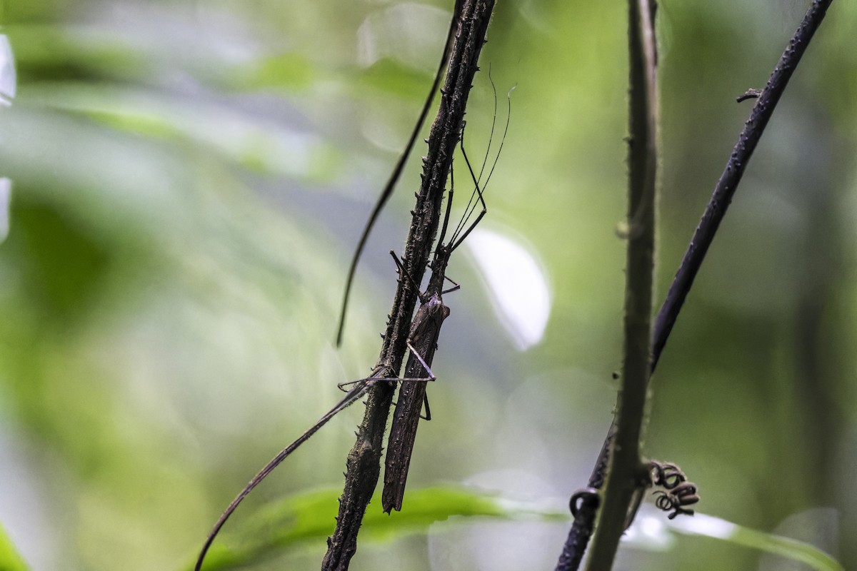 Animals - ML649771270