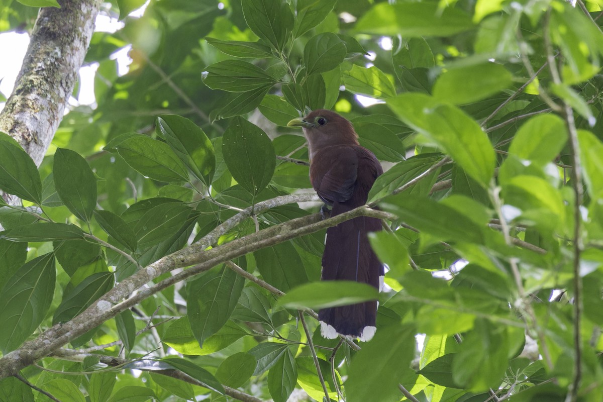 Common Squirrel-Cuckoo - ML649771307
