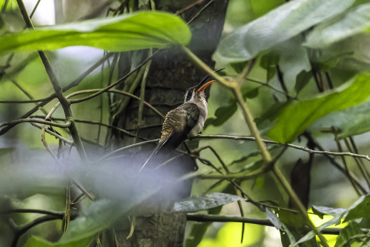 Long-billed Hermit - ML649771350