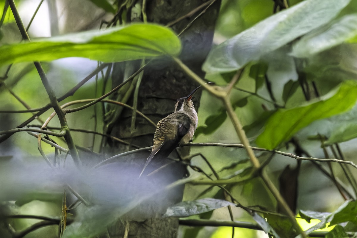 Langschnabel-Schattenkolibri - ML649771351