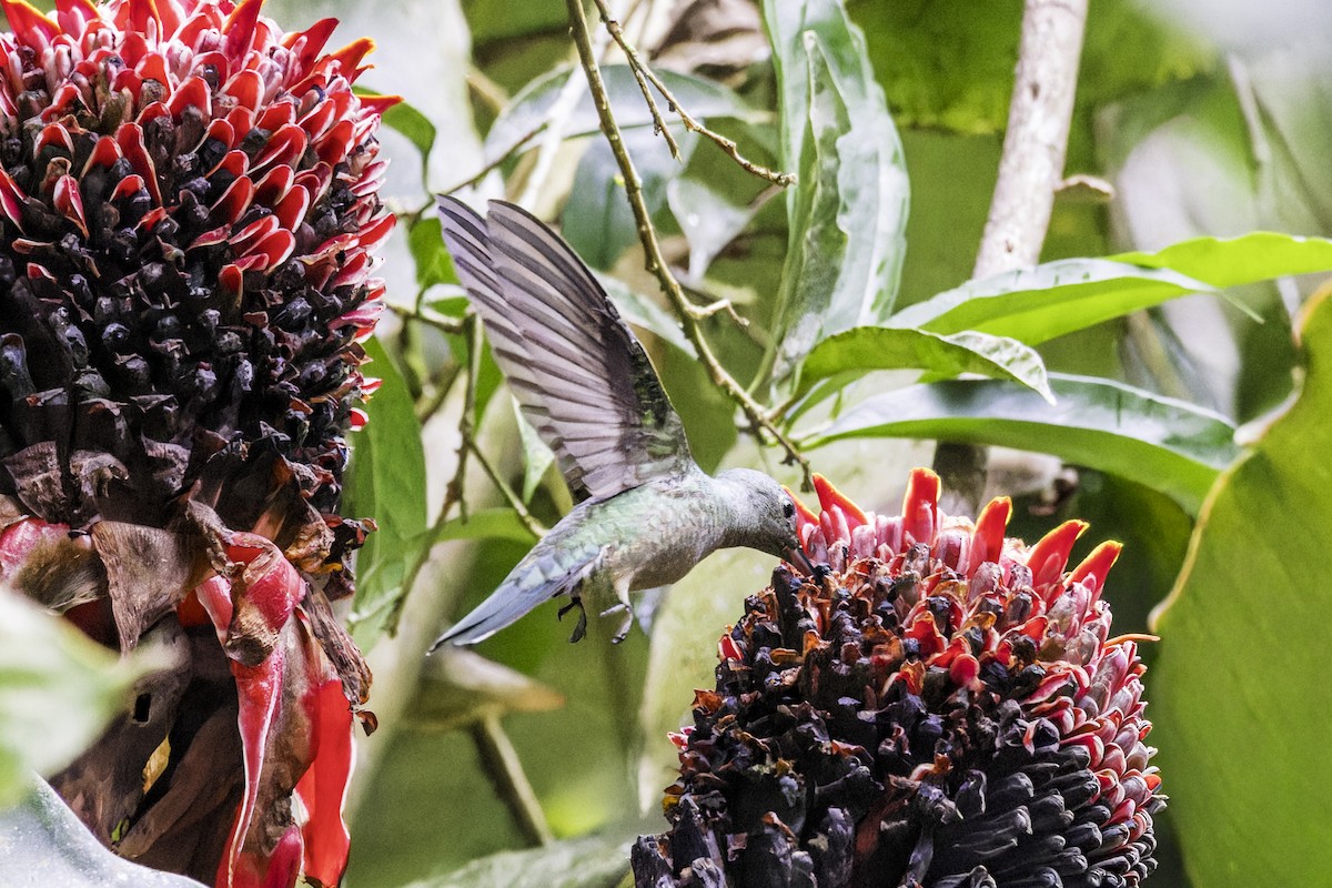 Schuppenbrustkolibri - ML649771365