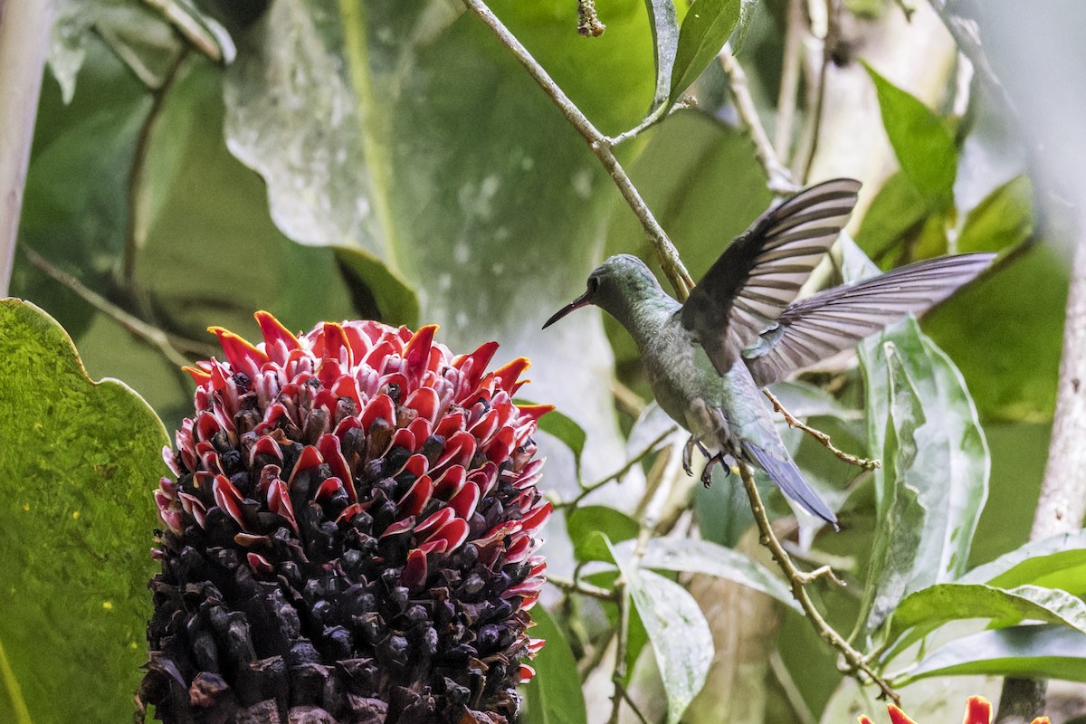 Schuppenbrustkolibri - ML649771366