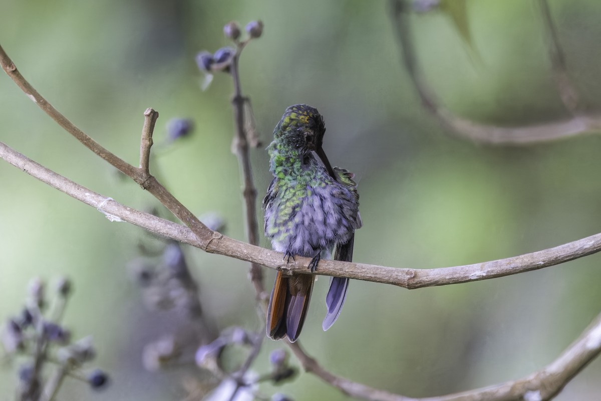 Braunschwanzamazilie - ML649771375