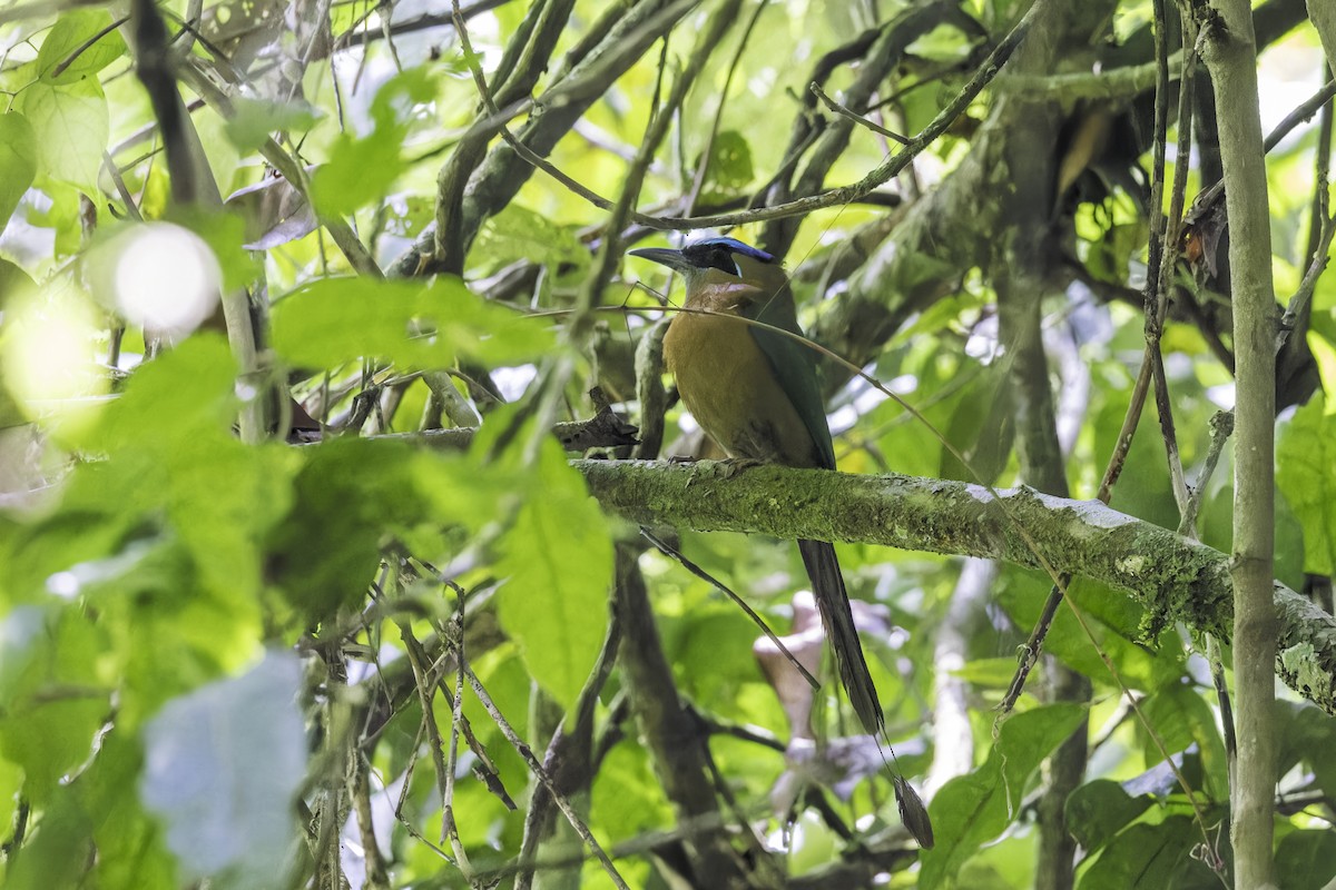 Diademmotmot - ML649771395