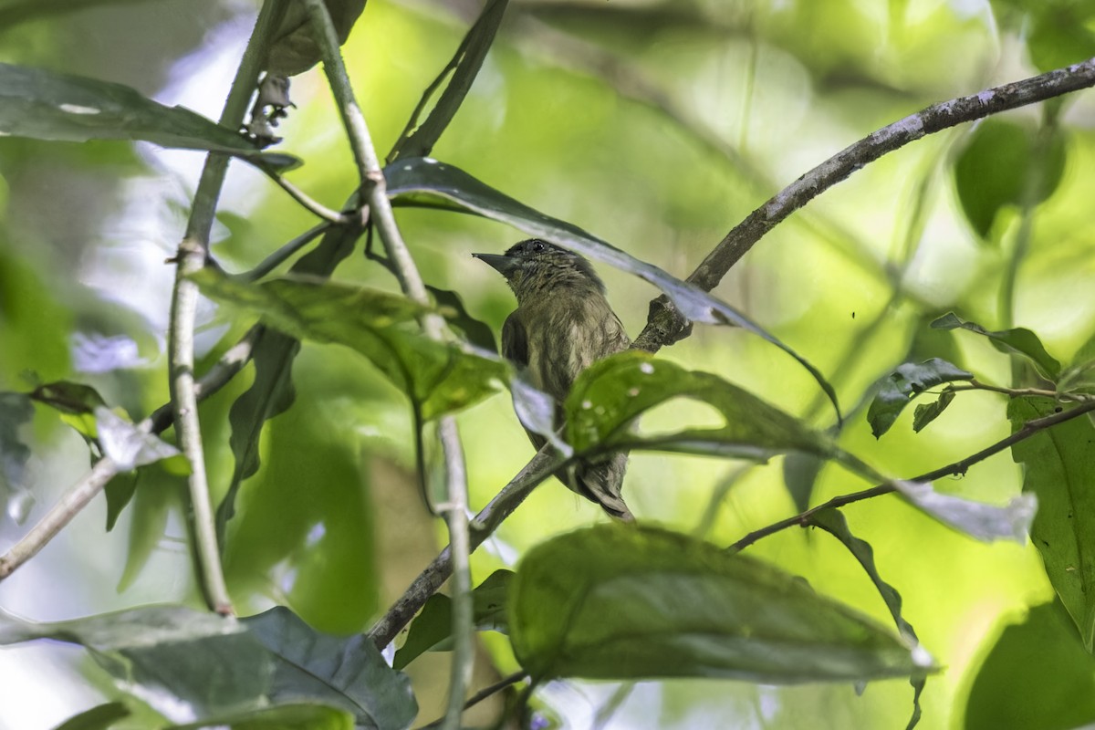 Olivrücken-Zwergspecht - ML649771409