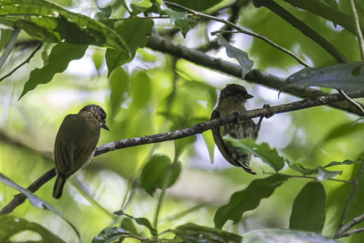 Olivrücken-Zwergspecht - ML649771410