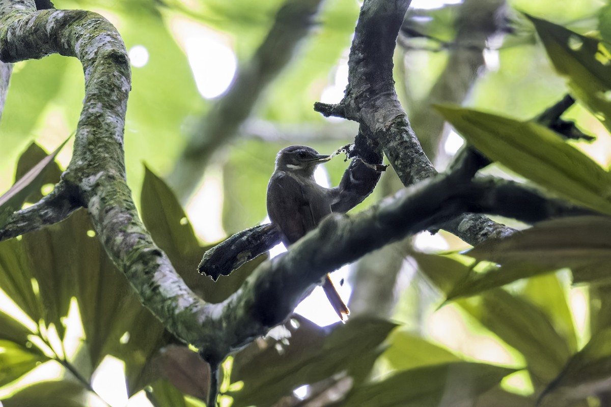 Northern Plain-Xenops - ML649771419