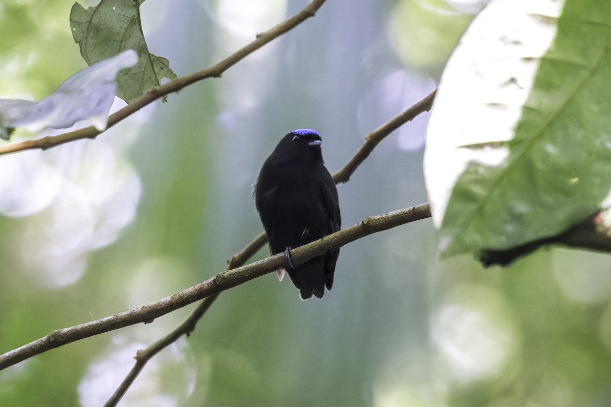 Samtpipra - ML649771425