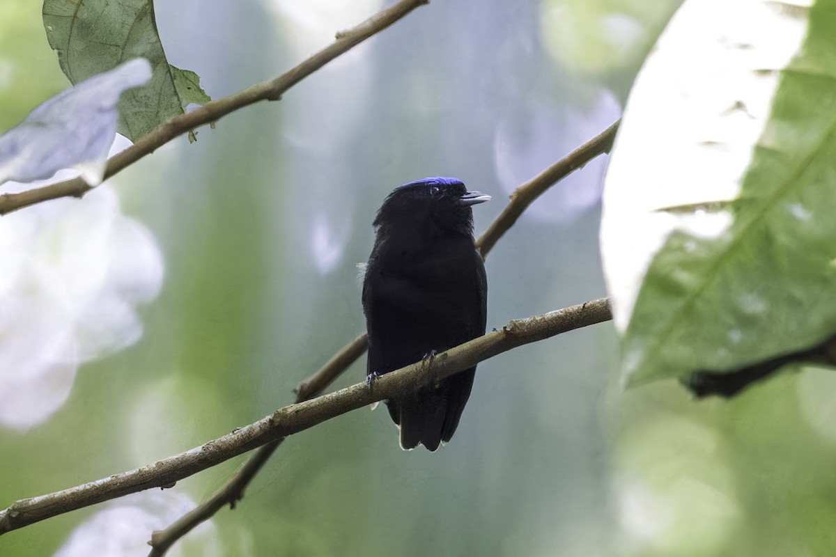 Samtpipra - ML649771426