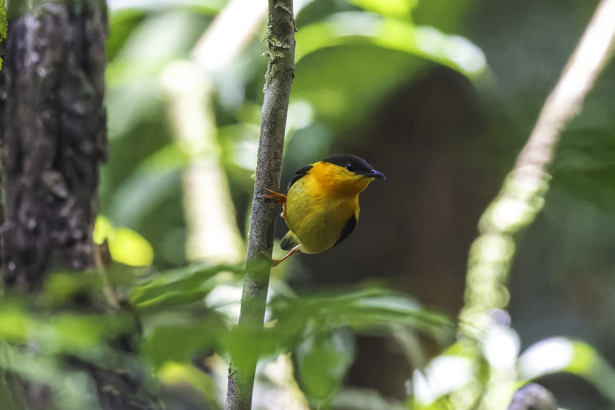 Orangebandpipra - ML649771430