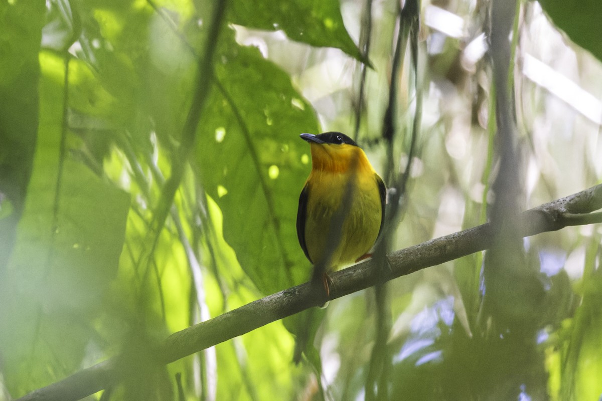 Orangebandpipra - ML649771431