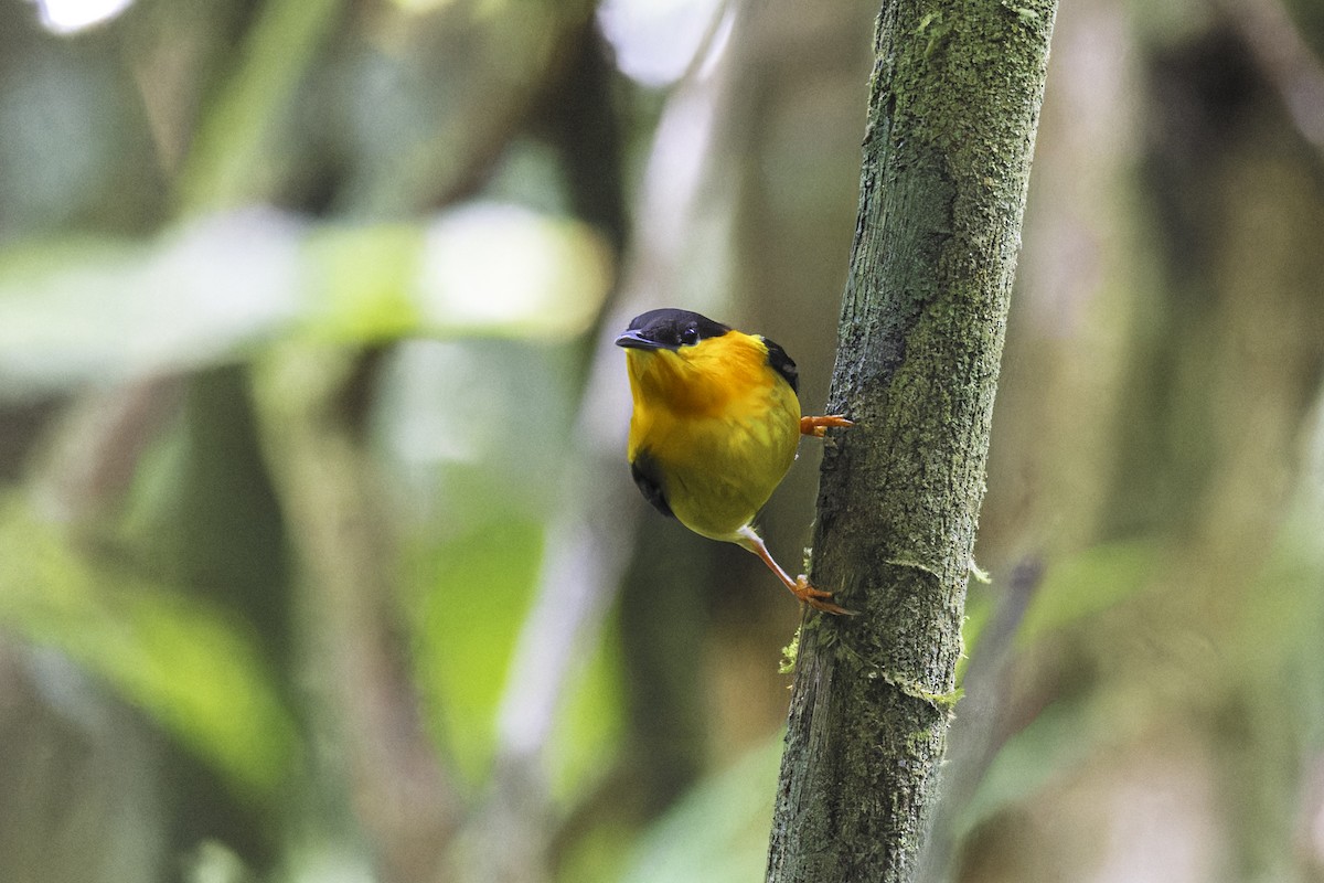 Orangebandpipra - ML649771432