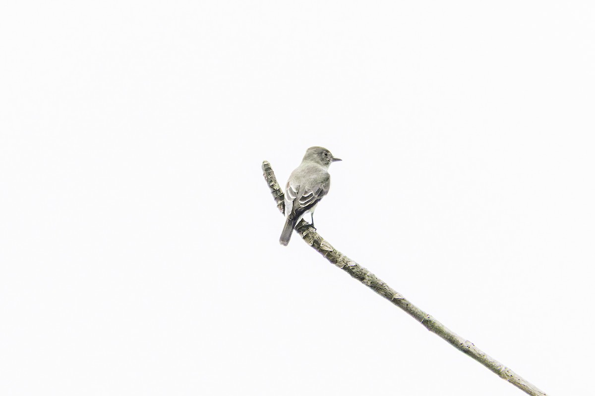 Olivflanken-Schnäppertyrann - ML649771585