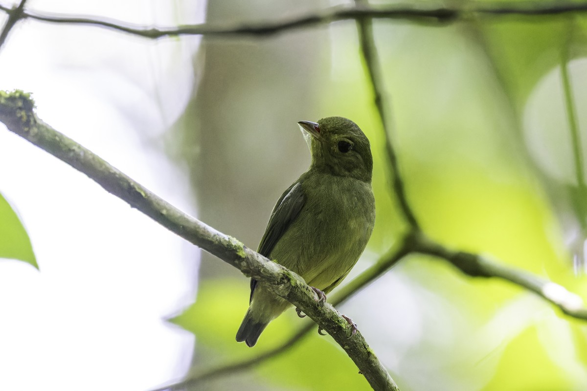 Red-capped Manakin - ML649771597