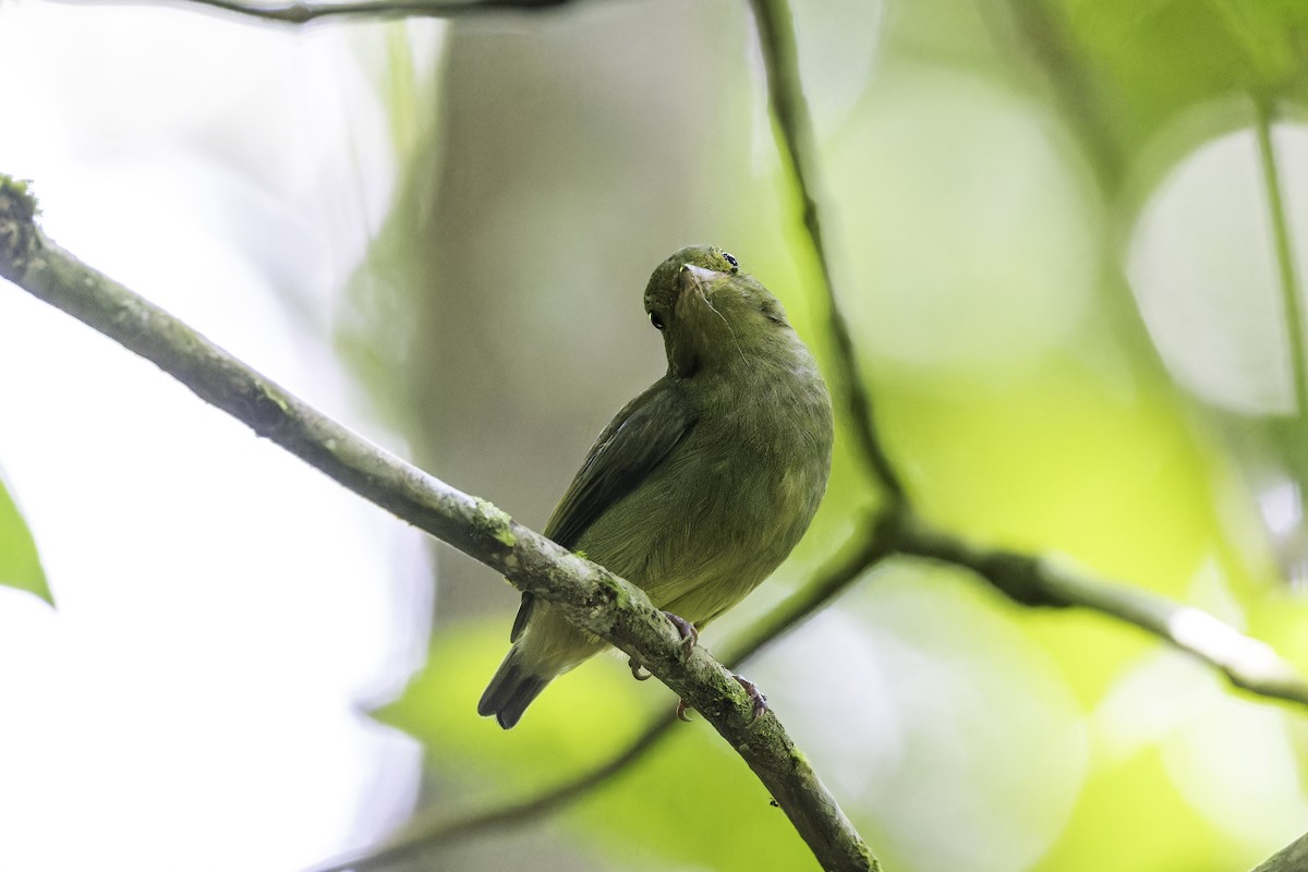 Red-capped Manakin - ML649771598