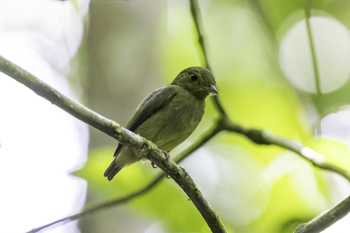 Red-capped Manakin - ML649771599