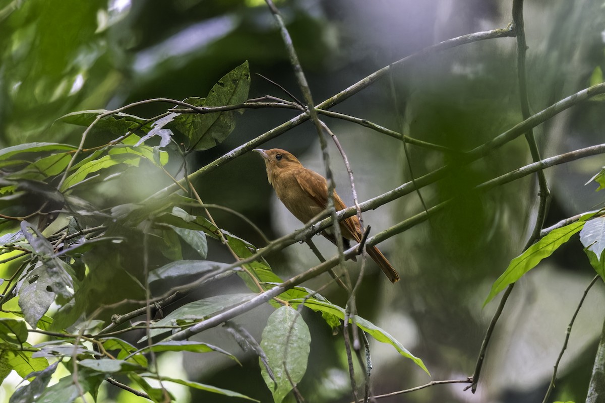 Rufous Piha - ML649771615