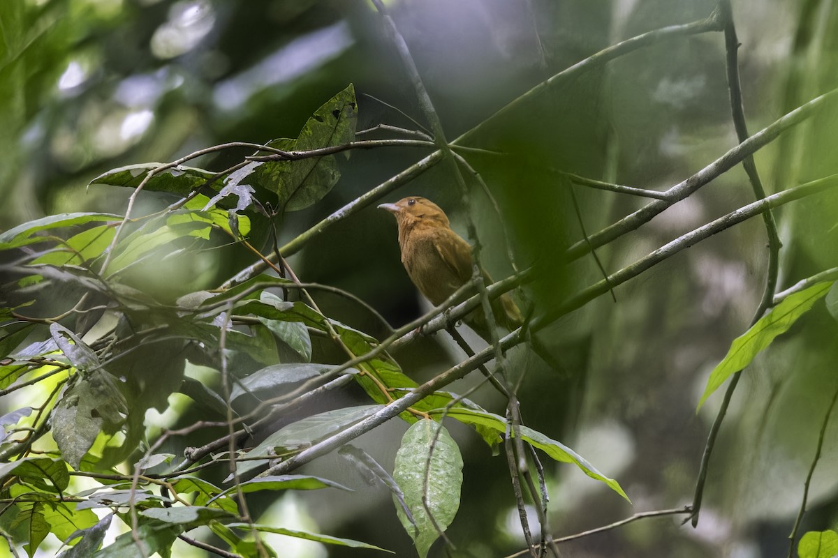 Rufous Piha - ML649771616