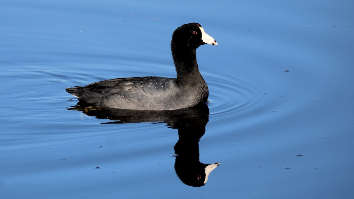 American Coot - ML649771731