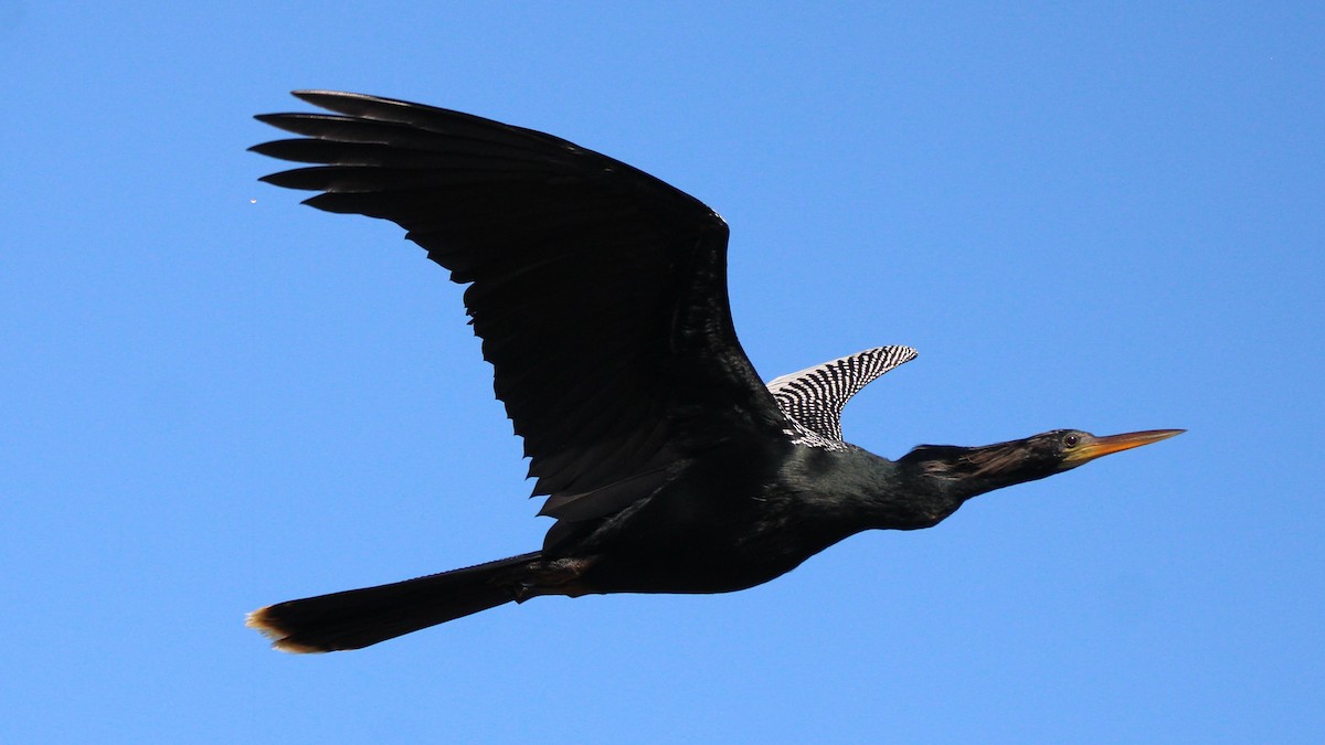 Anhinga - ML649771749