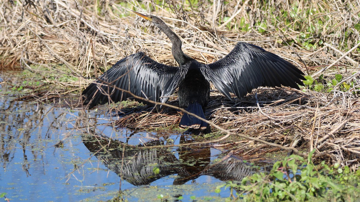 Anhinga - ML649771750