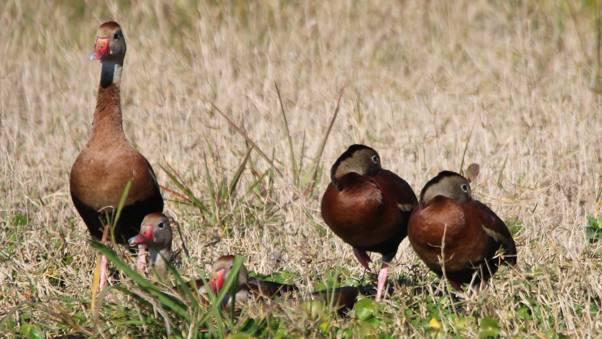 Black-bellied Whistling-Duck - ML649771755