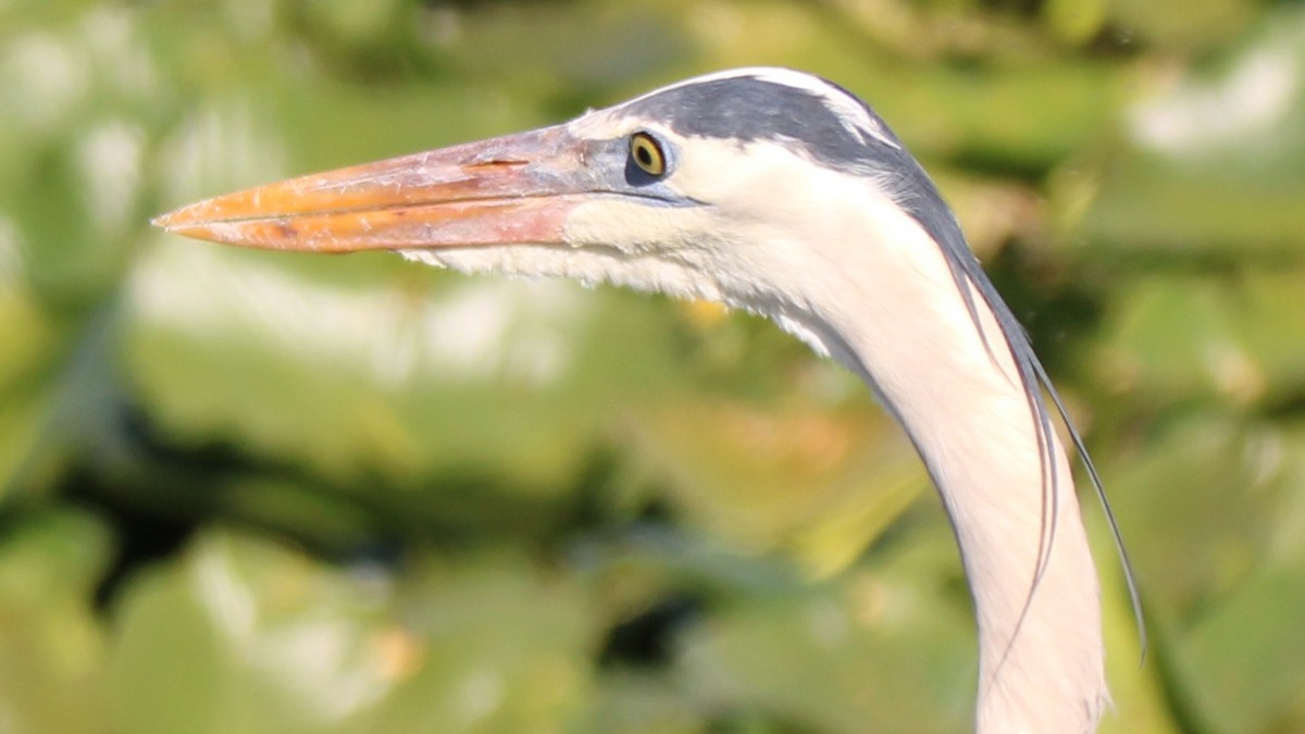 Great Blue Heron - ML649771785